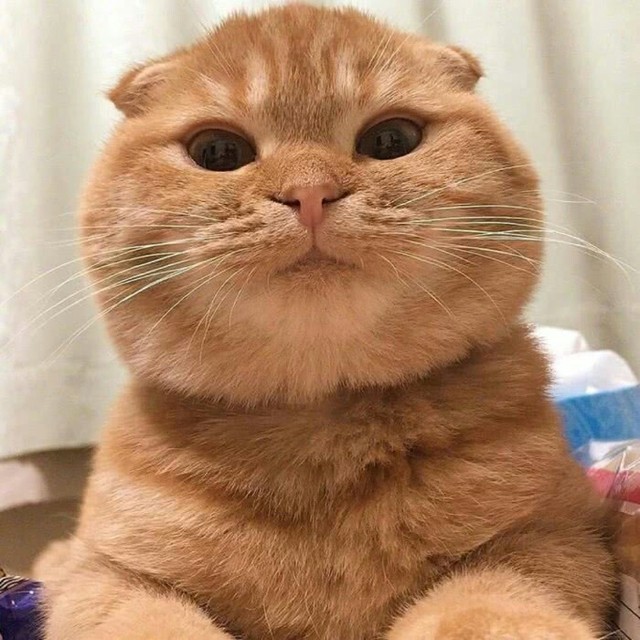 狗狗吃得钙片：宠物护理中的小秘密